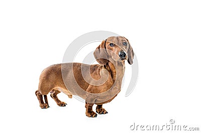 Short red Dachshund Dog, hunting dog, isolated over white background Stock Photo