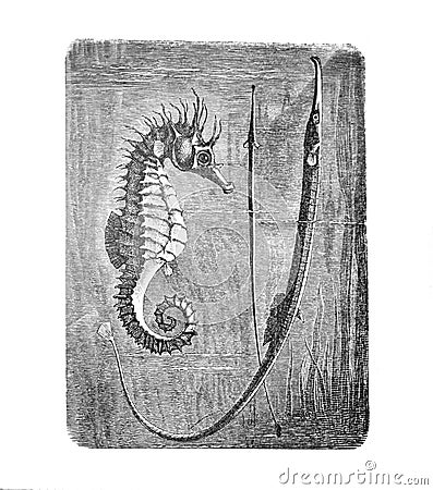 Short-snouted seahorse hippocampus antiquorum old Antique illustration from Brockhaus Konversations-Lexikon 1908 Cartoon Illustration