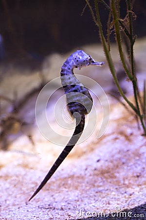 The short-snouted seahorse Hippocampus hippocampus. Stock Photo