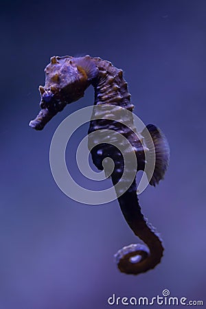 Short-snouted seahorse (Hippocampus hippocampus). Stock Photo