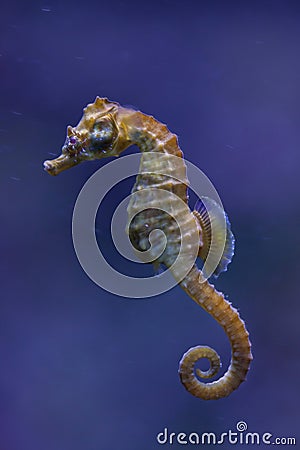 Short-snouted seahorse (Hippocampus hippocampus). Stock Photo