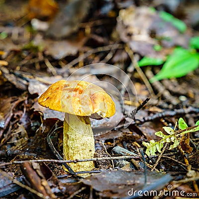 Short-stalked Suillus Stock Photo