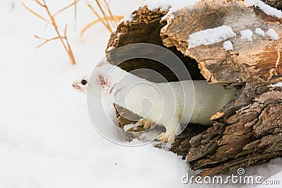 Short tail weasel leaving his den Stock Photo