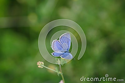 Short-tailed cupid (Cupido argiades). Stock Photo