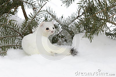 Short-tailed weasel in fir branches and snow Stock Photo