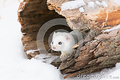 Short tailed weasel looking out of his den Stock Photo