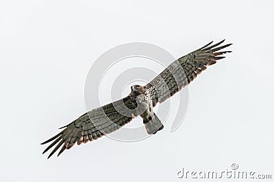 Short-toed eagle flying in the overcast sky Stock Photo