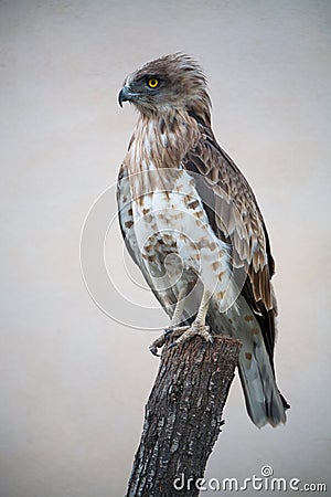 Short-toed snake eagle (circaetus gallicus) Stock Photo