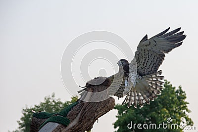 The short-toed snake eagle Circaetus gallicus, also known as short-toed eagle flies in spreading its wings back lite Stock Photo