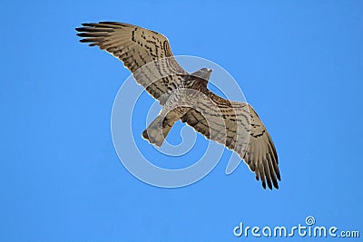 short toed snake eagle flying away bird pray Stock Photo