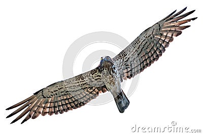 Short-toed snake eagle flying isolated Stock Photo