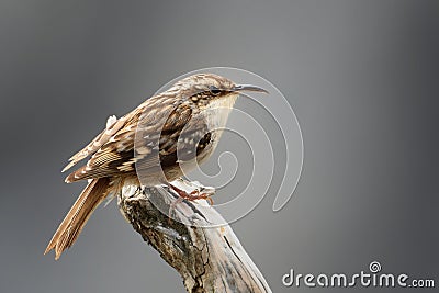 Short-toed Treecreeper - Certhia brachydactyla Stock Photo