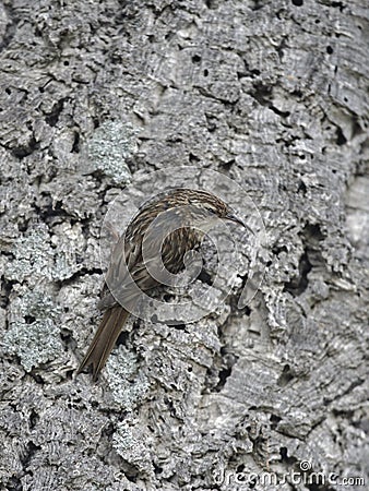 Short-toed treecreeper, Certhia brachydactyla Stock Photo