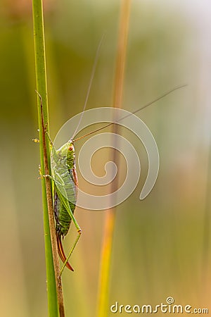 Short winged Conehead vertical Stock Photo