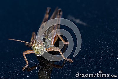 Short-Winged Green Grasshopper Female Stock Photo