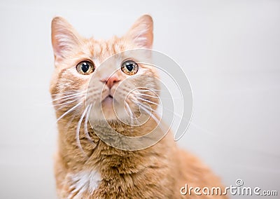 A shorthair cat with iris melanosis or hyperpigmentation in its eyes Stock Photo