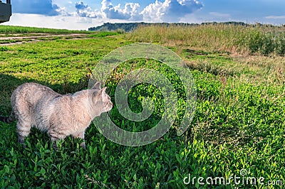 Shorthaired cat on green grass. Portrait cute cat. Sunny day. Copy space Stock Photo