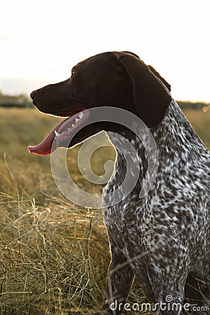 Shorthaired Pointer in field. Stock Photo