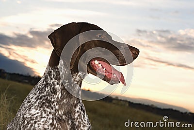 Shorthaired Pointer panting. Stock Photo