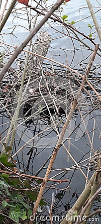 A shot of an abandoned moorhen nest, Stover Country Park, Devon, uk Stock Photo