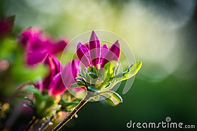 Shot of the beautiful and pink Rhododendron ferrugineum flowers Stock Photo