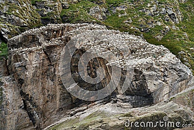 A shot of birds colony of Black-legged kittiwake on a small rocky island, close to Gjesvaier, Norway Stock Photo