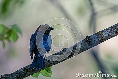 Shot of a black sparrow standing on a tree Stock Photo