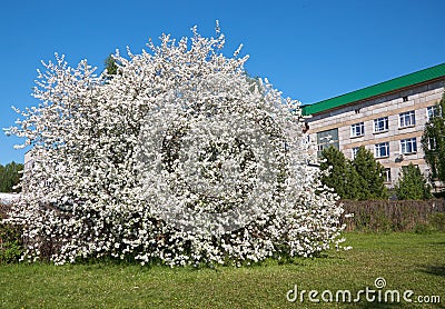 Shot of blooming apple tree crown with pink flowers Stock Photo