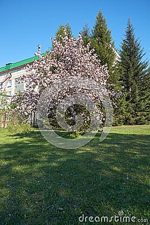 Shot of blooming apple tree crown with pink flowers Stock Photo