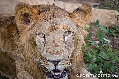 Intense eyes of a young lion in Bannerghatta national park Stock Photo