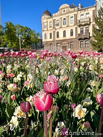 Shot of the city center of Kaunas, Lithuania, featuring a vibrant display of colorful tulips Stock Photo