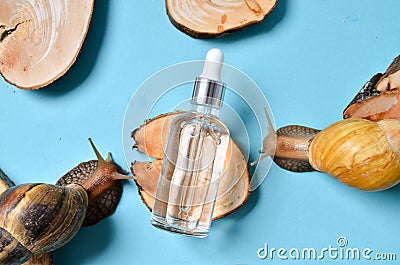 Cosmetic serum with extract of snail slime and a snails on a wood. snail mucus extract Stock Photo