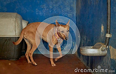Shot of a cute brown half-breed dog Stock Photo