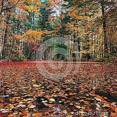 Fall colors landscape in Michigan Stock Photo