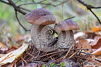 A family of 2 birch boletes Leccinum scabrum mushrooms, known as the rough-stemmed bolete, or scaber stalk close up picture in t Stock Photo