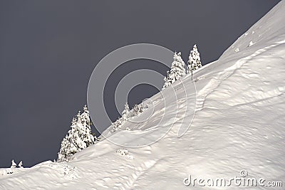Shot of fir trees on a snowy inclination Stock Photo