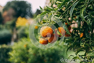 Shot of fresh oranges with dewdrops hanging on branches Stock Photo