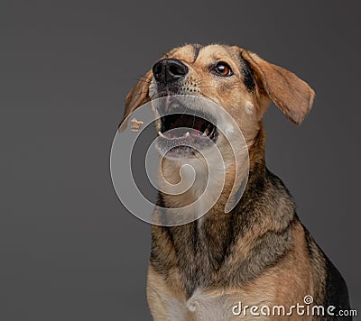 Amusing canine pet beagle breed against gray background Stock Photo