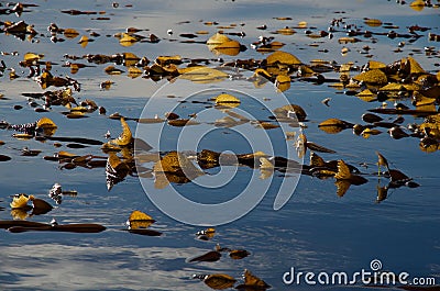 Backlit giant kelp on calm blue sea Stock Photo