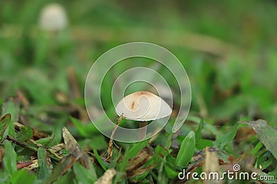 Shot of group edible mushrooms known as Enokitake, Golden Needle or winter mushrooms - Flammulina velutipes. Blurred background Stock Photo
