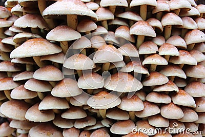 Shot of group edible mushrooms known as sulphur tuft or clustered woodlover Stock Photo