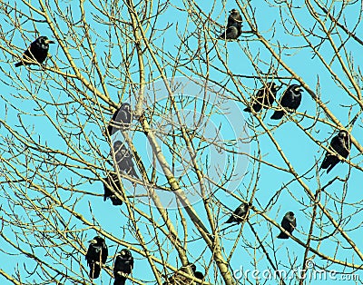 Shot of a group of ravens sitting on a leafless tree Stock Photo