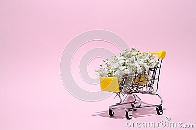 Gypsophila, close up of the tiny white flowers in small trolley on pink background Stock Photo