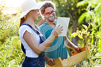 Horticulturist young couple harvesting fresh tomatoes and planning harvest season on a digital tablet in the garden. Stock Photo