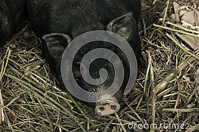 Shot of a little pigs on a farm. Stock Photo