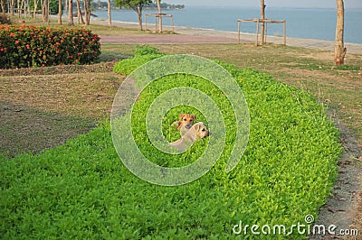 A dogs has a good moment at the dam NO.2 Stock Photo