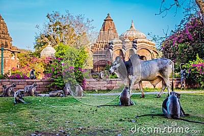 Shot of macaques and a zebu walking around a blooming park in India Stock Photo
