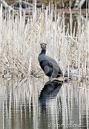 A beautiful looking male cormorant is standing at side of the lake Stock Photo
