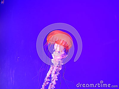 Pacific sea Nettle jellyfish in blue waters Stock Photo