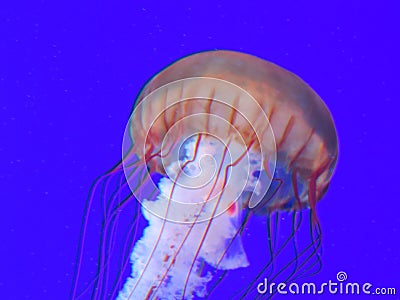 Pacific sea Nettle jellyfish in blue waters Stock Photo